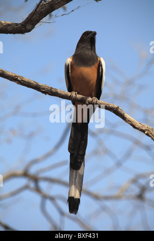 Arbre indien, Tarte (Dendrocitta Vagabunda), Ranthambhore National Park, Rajasthan, Inde, Asie Banque D'Images