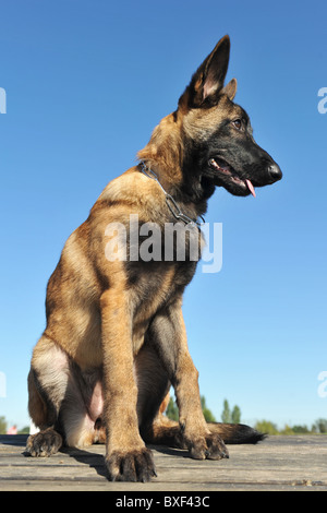 Sheepdgog belge chiot malinois sur un ciel bleu Banque D'Images