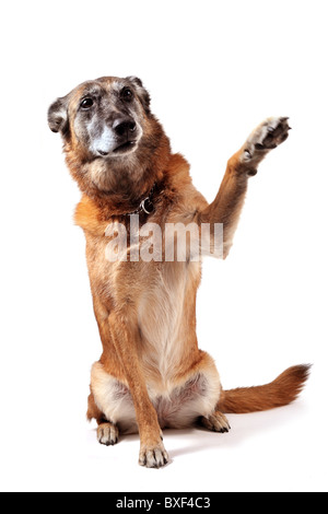 Vieux berger belge malinois pure race, in front of white background Banque D'Images