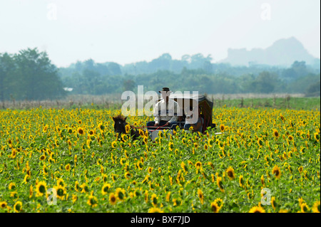 Panier cheval promenade dans les champs de tournesols de lopburi , Thaïlande Banque D'Images