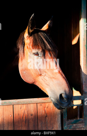 Dans l'écurie de chevaux Banque D'Images