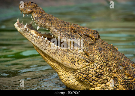 Le crocodile du Nil (Crocodylus niloticus) à partir de l'eau. Banque D'Images