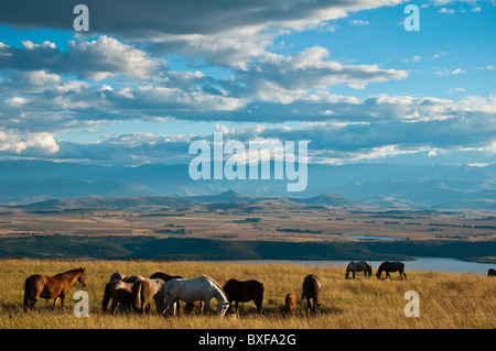 Chevaux à Chantôme bataille avec barrage Spioenkop et le parc Ukhahlamba Drakensberg dans l'arrière-plan Banque D'Images