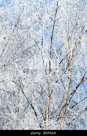 La neige fraîche et le gel colle aux branches d'un bouleau blanc arbre dans un jardin de Cheshire England Royaume-Uni UK Banque D'Images