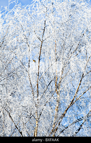 La neige fraîche et le gel colle aux branches d'un bouleau blanc arbre dans un jardin de Cheshire England Royaume-Uni UK Banque D'Images