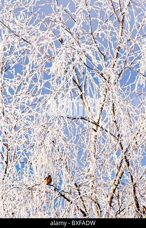 La neige fraîche et le gel colle aux branches d'un bouleau blanc arbre dans un jardin de Cheshire England Royaume-Uni UK Banque D'Images