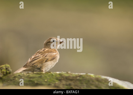 Portrait d'un moineau de maison (passer domesticus) perché sur un rocher mousselé aux Açores, montrant de fins détails de plumage et caractéristiques caractéristiques de passereaux Banque D'Images
