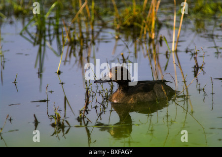 Greater Scaup (Aythya marila) nageant dans l'eau douce calme aux Açores, Portugal. Banque D'Images
