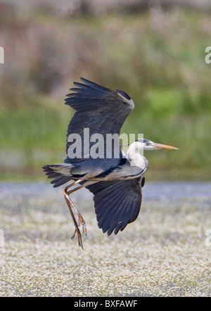 Héron cendré (Ardea cinerea) taking off Banque D'Images