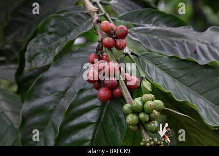 Les grains de café de Bali sur la plantation. Banque D'Images