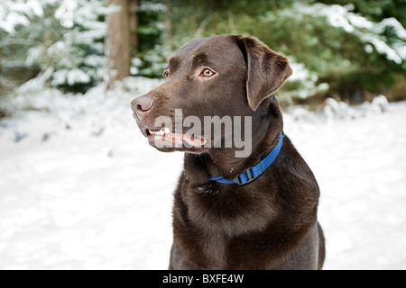 Photo de profil d'un labrador chocolat des profils dans la forêt de Thetford en hiver Banque D'Images