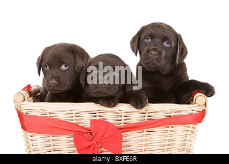 Trois chiots labrador Chocolat mignon dans un panier Banque D'Images