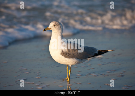 Ring-Billed seagull Goéland argenté, Larus delawarensis, sur les rives du golfe du Mexique, Anna Maria Island, Floride, USA Banque D'Images