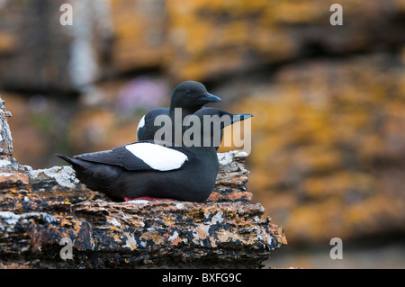 Le Guillemot à miroir (Cepphus grylle) Banque D'Images