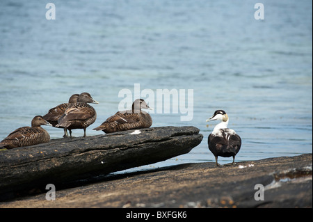 L'Eider à duvet (Somateria mollissima), le groupe mixte Banque D'Images