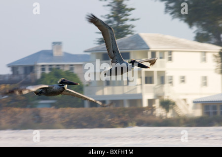 Le Pélican brun Pelecanus occidentalis, en vol, au large de la Floride dans la côte du golfe du Mexique, Anna Maria Island, États-Unis Banque D'Images