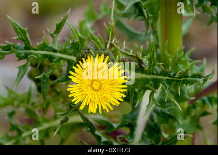 Le laiteron épineux (Sonchus asper) Banque D'Images