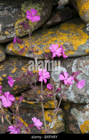 Red (Silene dioica), fleurs Banque D'Images