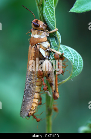 Fourmis tendant une sauterelle Banque D'Images