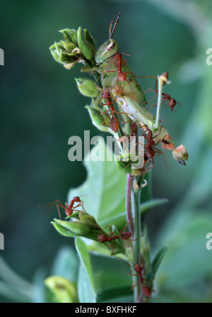 Fourmis tendant une sauterelle Banque D'Images