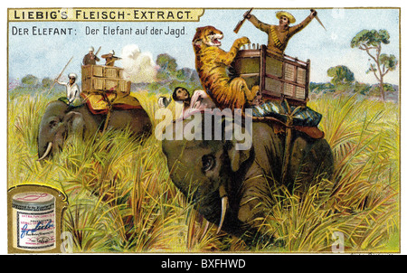 Chasse, éléphant, hounting de tigre, photo de collection, lithographie, vers 1899, droits additionnels-Clearences-non disponible Banque D'Images