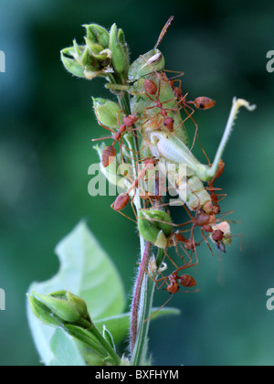 Fourmis tendant une sauterelle Banque D'Images