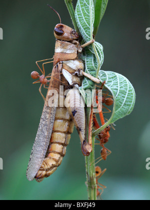 Fourmis tendant une sauterelle Banque D'Images