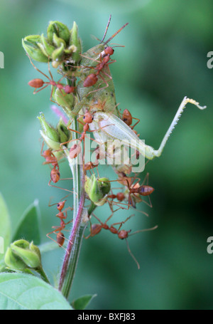 Fourmis tendant une sauterelle Banque D'Images