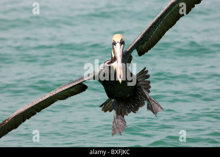 Pélican brun arrivant sur la terre au large de la côte de la Floride dans le golfe du Mexique par Anna Maria Island, États-Unis d'Amérique Banque D'Images