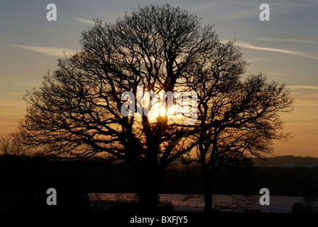 Coucher du soleil par un chêne, Kent. Banque D'Images