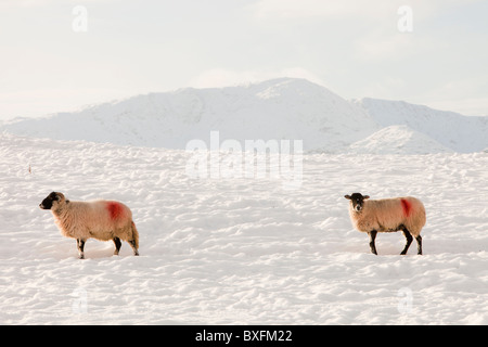 Les moutons à Ambleside dans la neige au cours de la vague de froid de décembre 2010, Lake District, UK. Banque D'Images