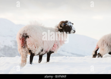 Les moutons à Ambleside dans la neige au cours de la vague de froid de décembre 2010, Lake District, UK. Banque D'Images