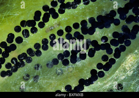 Cordes d'toadspawn de crapaud commun / European toad (Bufo bufo), Belgique Banque D'Images