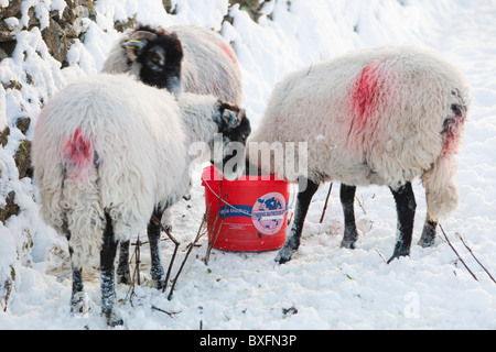 Les moutons à Ambleside dans la neige au cours de la vague de froid de décembre 2010, Lake District, UK, à l'aide d'un s'infiltrer le lécher. Banque D'Images