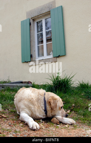 Golden Labrador lying in garden Banque D'Images