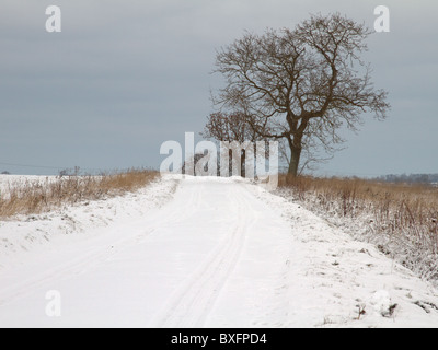 Arbres Le long du bord d'une route enneigée Banque D'Images