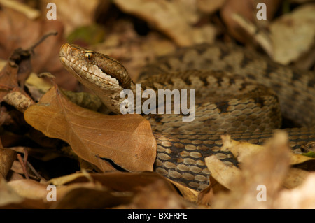 Asp Viper allongé dans une embuscade sur le sol forestier, Pyrénées françaises. Banque D'Images