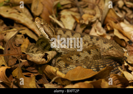 Asp Viper allongé dans une embuscade sur le sol forestier, Pyrénées françaises. Banque D'Images