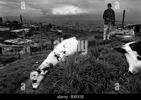 Un garçon déplacées sur bovins tend une colline herbeuse dans le bidonville de Ciudad Bolívar, Bogota, Colombie. Banque D'Images