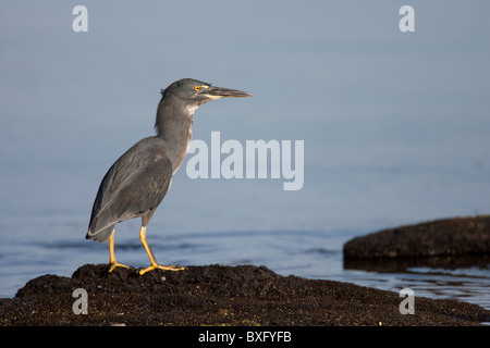 Héron strié (Butorides striata sundevalli), sous-espèce des Galapagos, également connu comme le héron des Galapagos ou de lave Banque D'Images