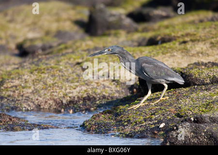 Héron strié (Butorides striata sundevalli), sous-espèce des Galapagos, également connu comme le héron des Galapagos ou de lave Banque D'Images