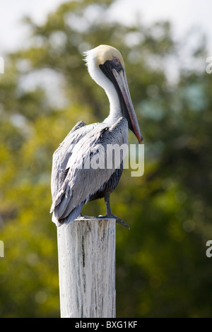 Pélican brun sur un perchoir dans les Everglades, Floride, États-Unis d'Amérique Banque D'Images