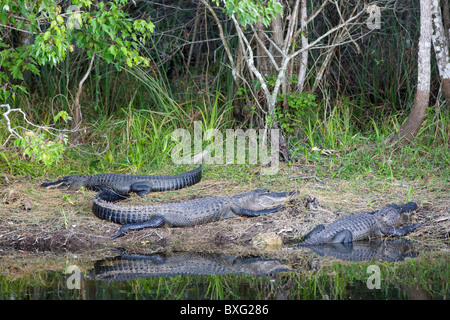 Alligators au soleil par Turner River, Everglades, Floride, États-Unis d'Amérique Banque D'Images