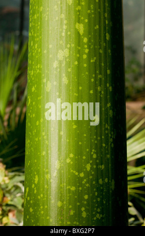 L'Arum Titan, Amorphophallus titanum, tige ; très forte odeur de fleur. Sumatra. Banque D'Images