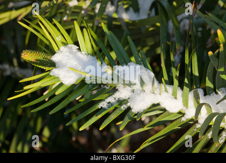 Pin Wollemi Wollemia nobilis, du Parc National Wollemi en Nouvelle Galles du Sud, Australie. Dans un jardin en Angleterre dans la neige. Banque D'Images