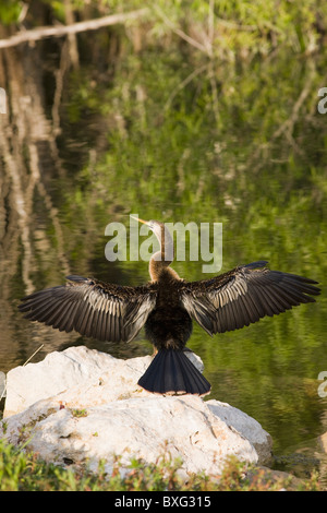 Snakebird Anhinga Anhinga anhinga, dard, dans les Everglades, Floride, États-Unis d'Amérique Banque D'Images