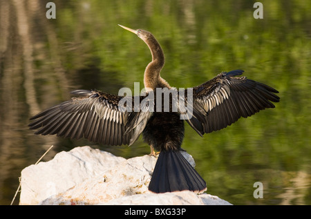 Snakebird Anhinga Anhinga anhinga, dard, dans les Everglades, Floride, États-Unis d'Amérique Banque D'Images