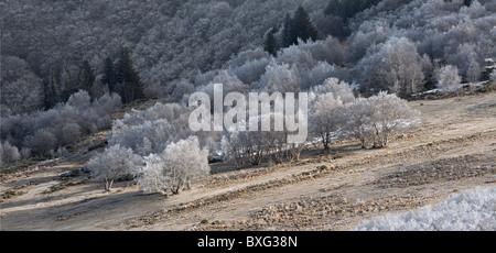 Une forêt de bouleaux (Betula sp.) givrée dans la Vallée de Chaudefour (Auvergne - France). Forêt de bouleaux givrés (Auvergne). Banque D'Images