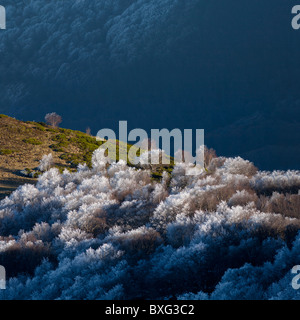 Une forêt de bouleaux (Betula sp.) givrée dans la Vallée de Chaudefour (Auvergne - France). Forêt de bouleaux givrés (Auvergne). Banque D'Images