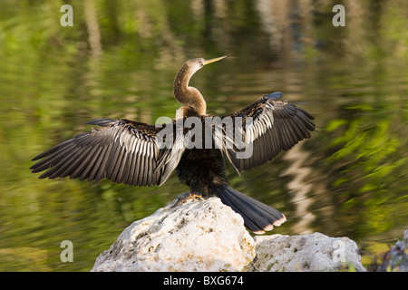 Snakebird Anhinga Anhinga anhinga, dard, dans les Everglades, Floride, États-Unis d'Amérique Banque D'Images